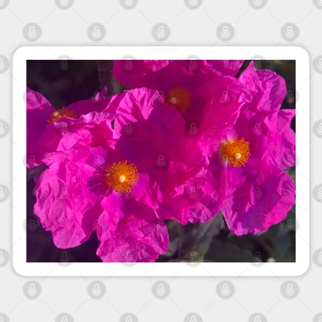 Hot Pink Flash of the Crinkled Rose Flower Sticker by Photomersion